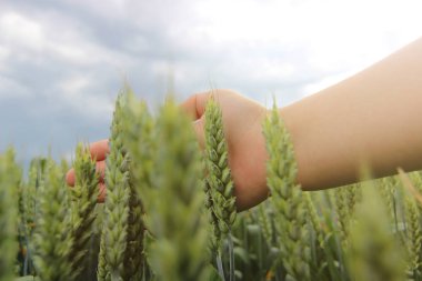 Kadın el buğday kulak buğday alanında dokunmadan