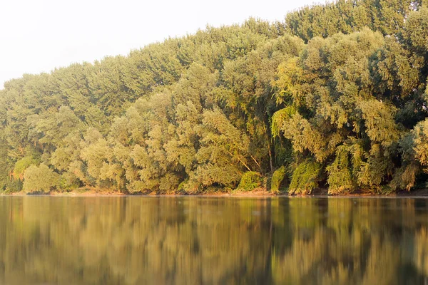 Grüne Bäume mit Reflexion über den Fluss mit Sonnenlicht. — Stockfoto