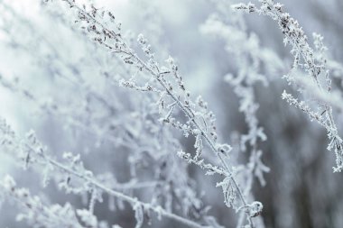 Çimenlerin üzerinde hoarfrost. Çim buzlu soğuk kış gününde