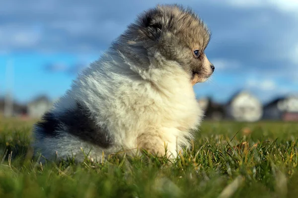 Cachorrinhos. Filhotes de cachorro da Pomerânia jogando ao ar livre — Fotografia de Stock