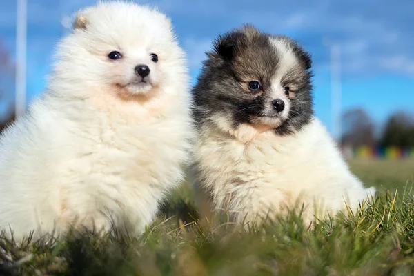 Kleine puppy. Pommeren puppies buiten spelen — Stockfoto