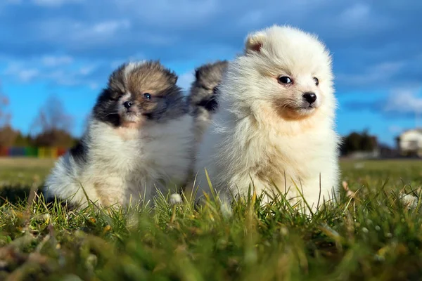 Pequeños cachorros. Pomeranian cachorros jugando al aire libre —  Fotos de Stock
