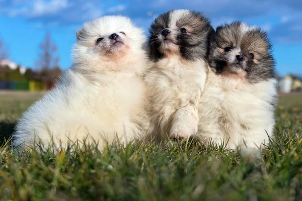 Pequeños cachorros. Pomeranian cachorros jugando al aire libre —  Fotos de Stock