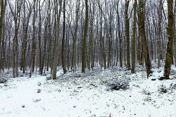 Ледяной Зимний Пейзаж Снежном Лесу Зимний Лес — стоковое фото