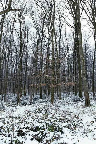 Frostige Winterlandschaft Verschneiten Wald Winterwald — Stockfoto