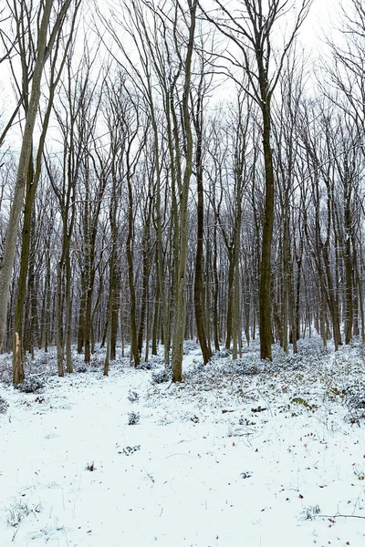 Ледяной Зимний Пейзаж Снежном Лесу Зимний Лес — стоковое фото