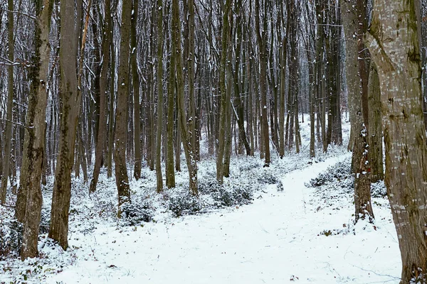 Ледяной Зимний Пейзаж Снежном Лесу Зимний Лес — стоковое фото