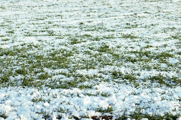 Young Wheat Snow — Stock Photo, Image
