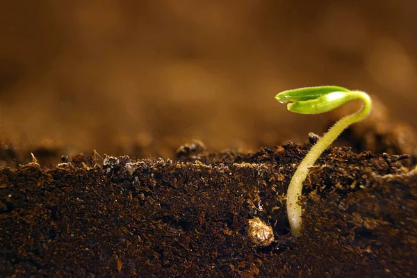 Planta en crecimiento. Brote verde que crece de semillas . — Foto de Stock