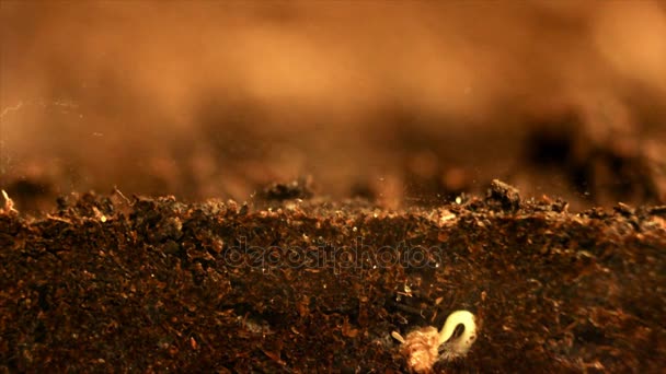 Plante en croissance. Graines poussant à partir du sol. Vue souterraine et aérienne . — Video