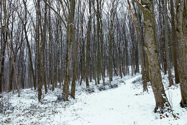 Ледяной зимний пейзаж в снежном лесу. Зимний лес — стоковое фото