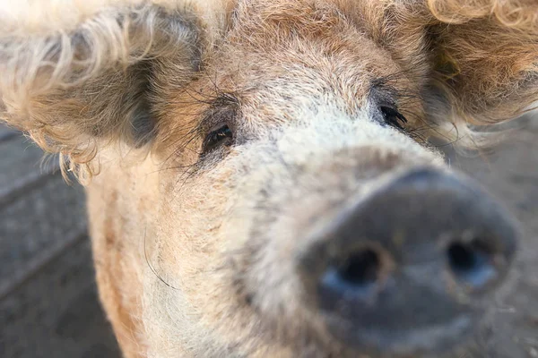 Woolly pig - Mangalitza Curly haired mangalica pig — Stock Photo, Image
