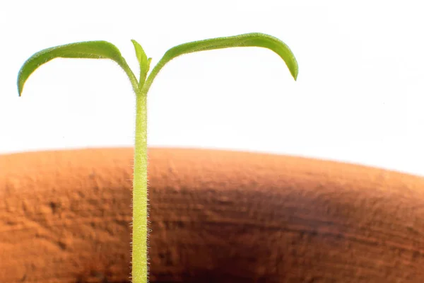 Növekvő növény. Fiatal hajtás új életet. Közelről. — Stock Fotó