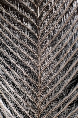 Siyah aşırı yakın ayrıntı üzerinde zarif tüy.