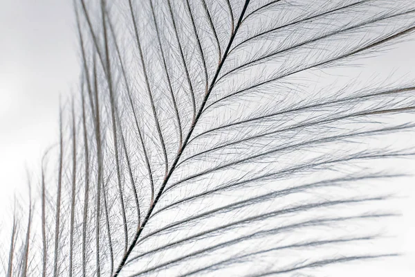 Κομψό φτερό σε λευκό ακραία εσωτερικη λεπτομέρεια. — Φωτογραφία Αρχείου