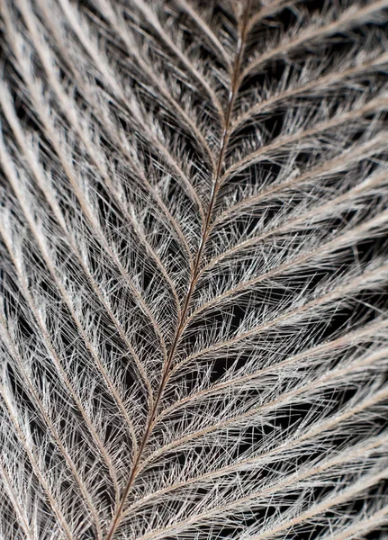 Pluma elegante en negro Extreme Close up Detalle . —  Fotos de Stock