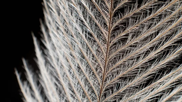 Elegant Feather on black Extreme Close up Detail. — Stock Photo, Image