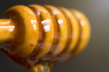 Bal Ayı'yı yakın çekim. Ahşap Kepçe damlayan bal.