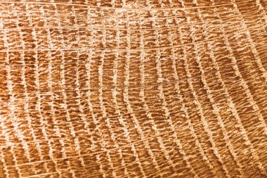 Ahşap doku portre. Organik arka plan doku. Ahşap doku.