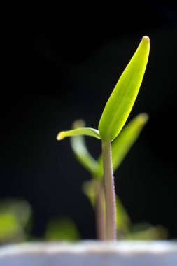 Genç ilkbaharda Filiz. Closeup Sprout. Yeni bir hayat. 