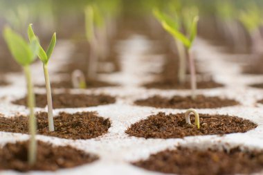 Turba tepsisinde saksı Closeup fidan. Bahar genç fidan