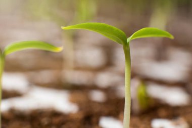Genç ilkbaharda Filiz. Closeup Sprout. Yeni bir hayat. 
