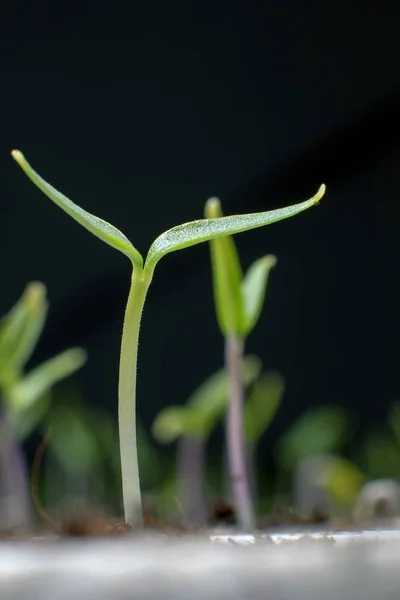 Plántulas jóvenes en primavera, Primeros planos . — Foto de Stock