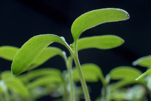 Young seedlings in springtime, Closeup. — Stock Photo, Image