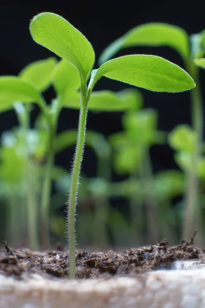 Young seedlings in springtime, Closeup. — Stock Photo, Image