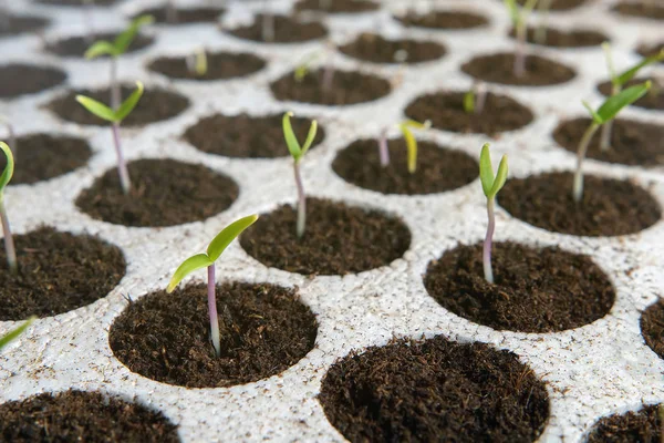 Plántulas de primer plano macetas en bandeja de turba. Plántulas jóvenes en primavera — Foto de Stock