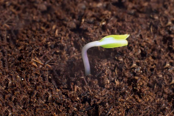 Nuevo comienzo de vida. Nuevos comienzos. Germinación vegetal en el suelo . — Foto de Stock