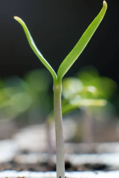 Jonge ontkiemen in de lente. Closeup Sprout. Nieuw leven. — Stockfoto