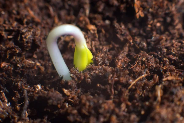 New life start. New beginnings. Plant germination on soil. — Stock Photo, Image