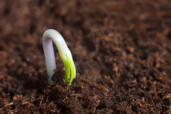 New life start. New beginnings. Plant germination on soil.