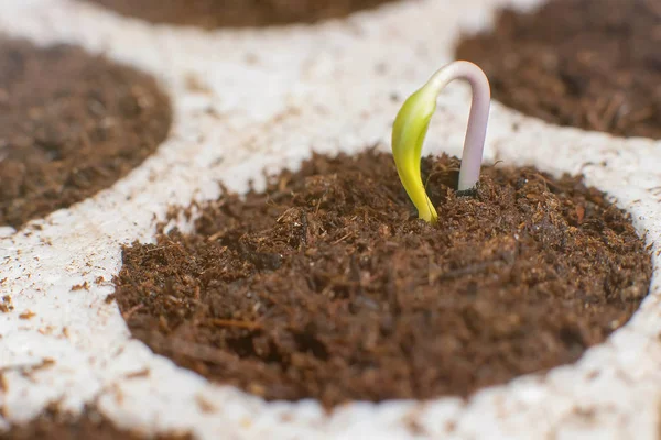 Une nouvelle vie commence. Un nouveau départ. germination des plantes sur le sol . — Photo