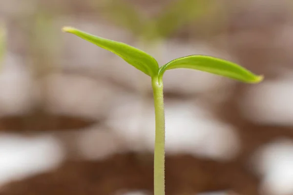 Jonge ontkiemen in de lente. Closeup Sprout. Nieuw leven. — Stockfoto