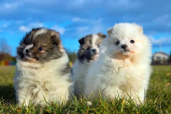 Piccoli cuccioli. Pomerania cuccioli giocare outdoo — Foto Stock