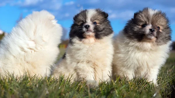 Anak anjing kecil. Anak anjing Pomeranian bermain outdoo — Stok Foto