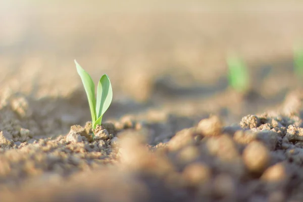 Проростає Зелена Каша Вирощування Молодої Зеленої Кукурудзи — стокове фото