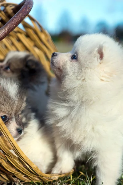 Små valpar. Pomeranian valpar spelar utomhu — Stockfoto