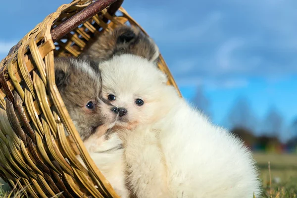 Little puppies. Pomeranian puppies playing outdoo — Stock Photo, Image