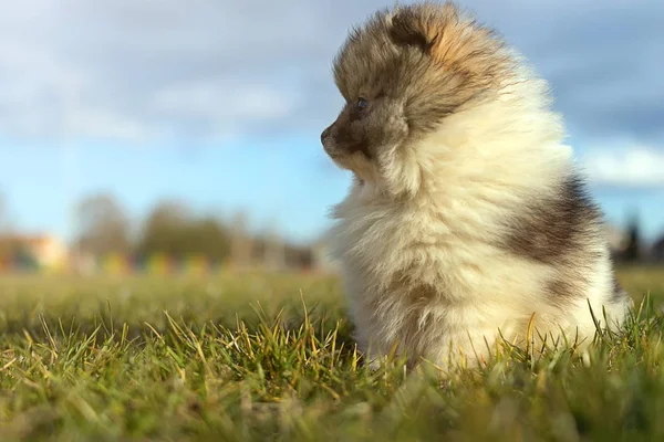 子犬。小さなポメラニアン子犬 — ストック写真