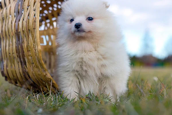 Lilla valp. Liten Pomeranian valp — Stockfoto