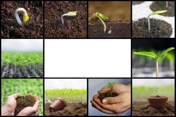 Spring planting seedlings, Gardening, growing vegetables collage — Stock Photo, Image
