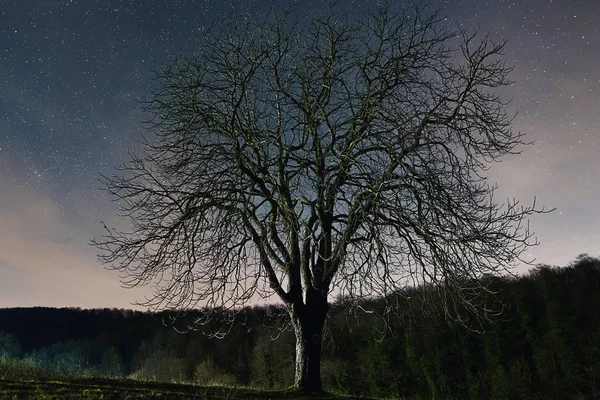 Paisaje abstracto. Árbol contra el cielo estrellado nocturno . — Foto de Stock