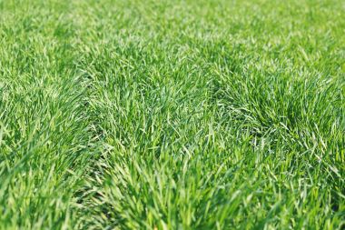 Genç buğday alanında büyüyor. Buğday genç lahanası.