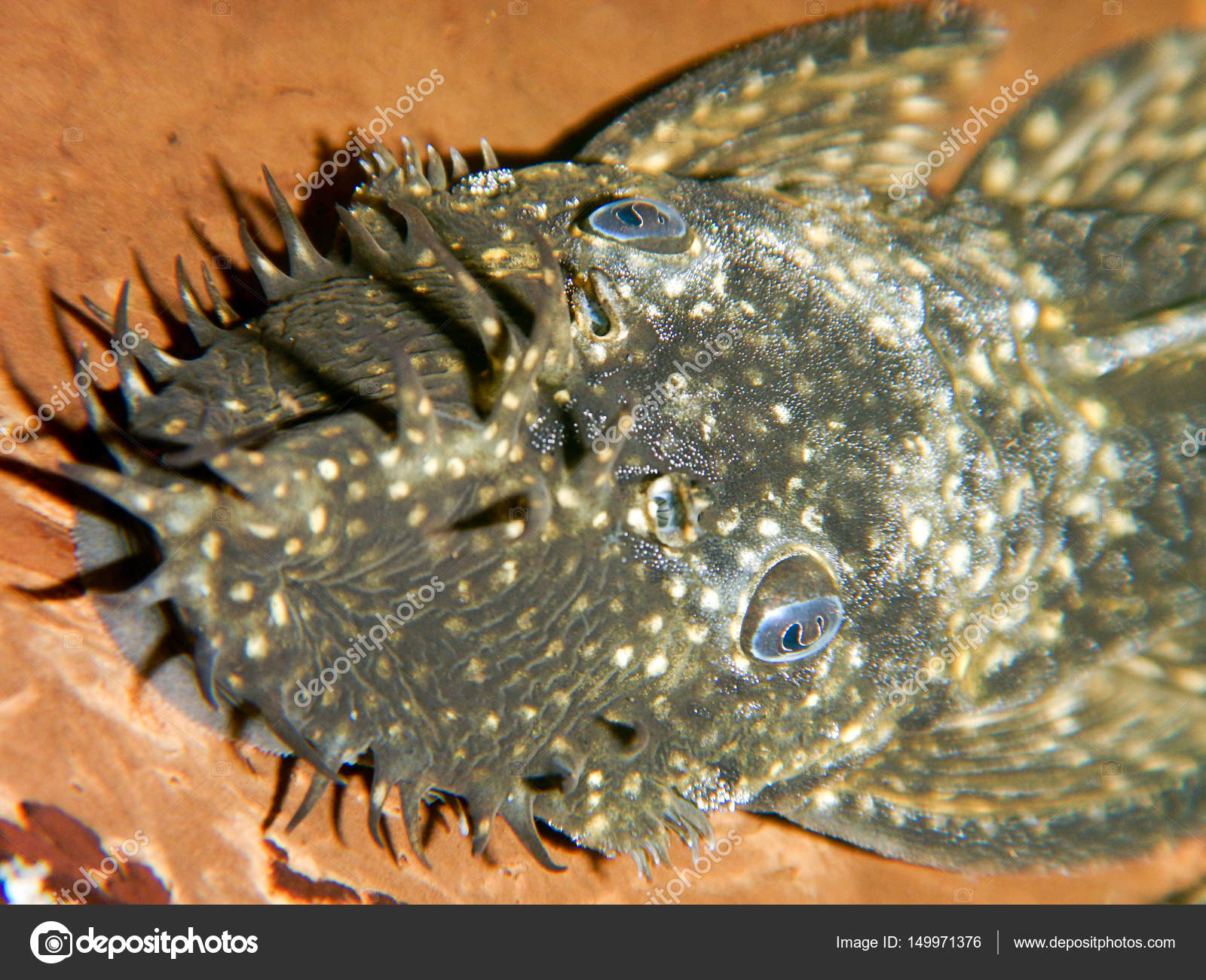 Ancistrus dolichopterus. Male ancistrus Stock Photo by ©Allexxandar