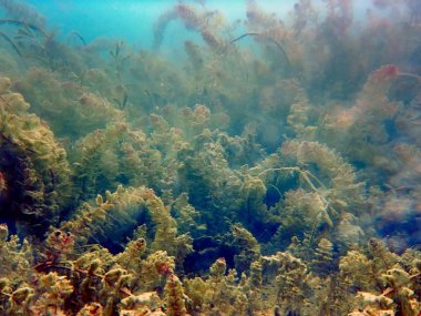 Tatlı su sualtı sahne Freshwater balık nehirler ve göller