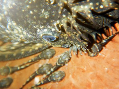 Ancistrus dolichopterus. Bebekler ile erkek ancistrus yakın çekim.