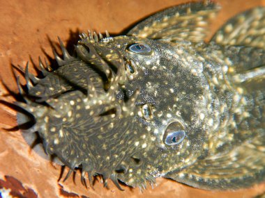 Ancistrus dolichopterus. Erkek ancistrus 